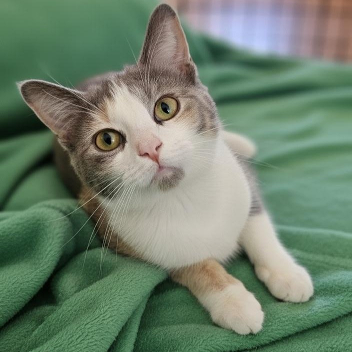 Enlarge Jeni, a ADOPTABLE Calico in SCOTTSDALE, AZ image 1/2