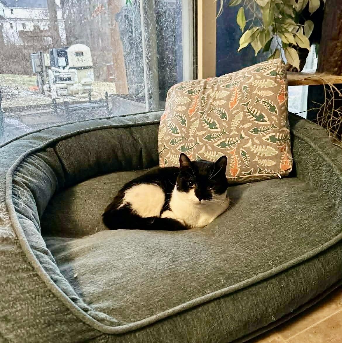 Enlarge Sal, a ADOPTABLE Tuxedo in Avondale, PA image 1/1