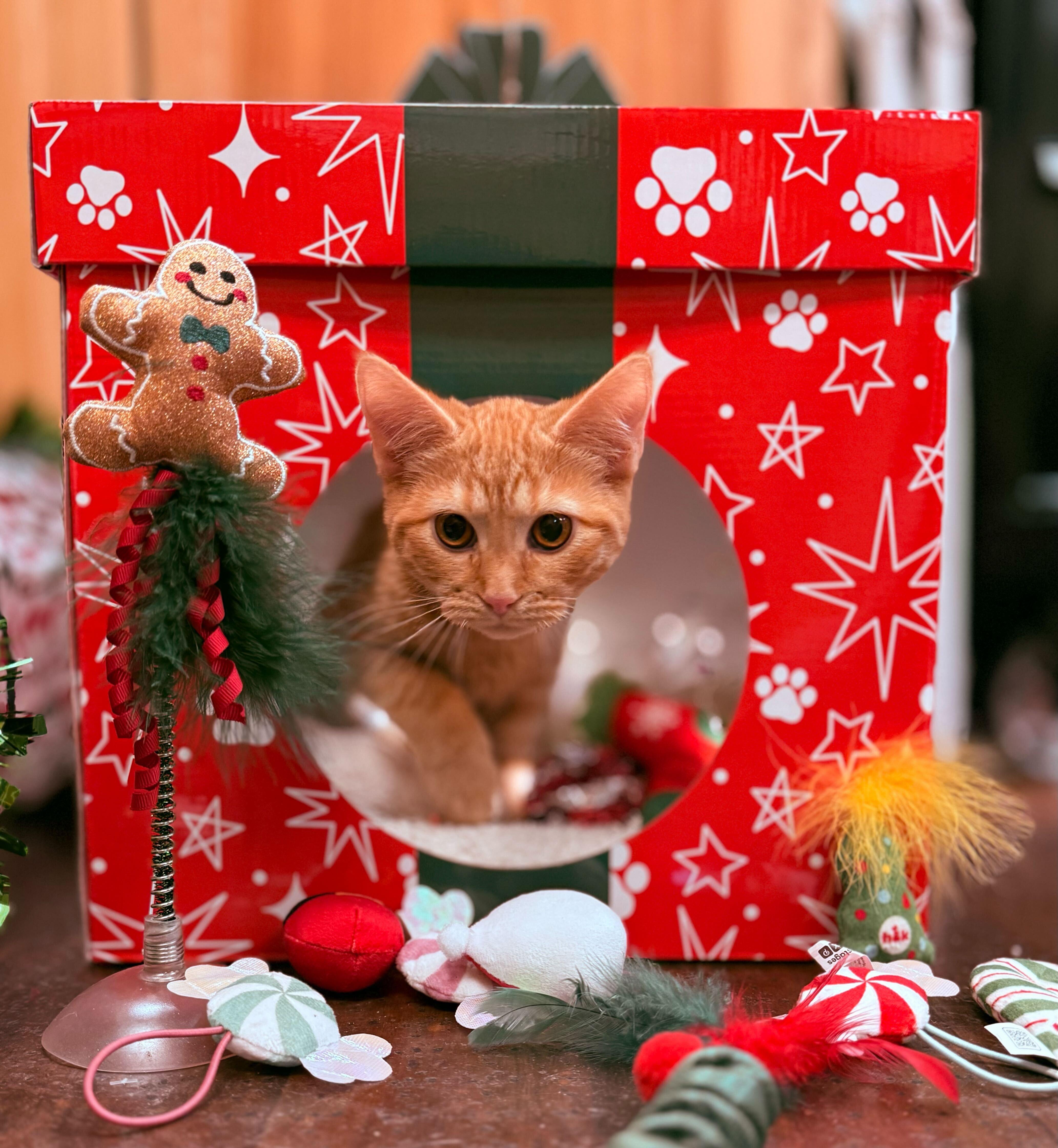 Enlarge Stevie, a Adoptable Domestic Short Hair in Ogden, UT image 2/2