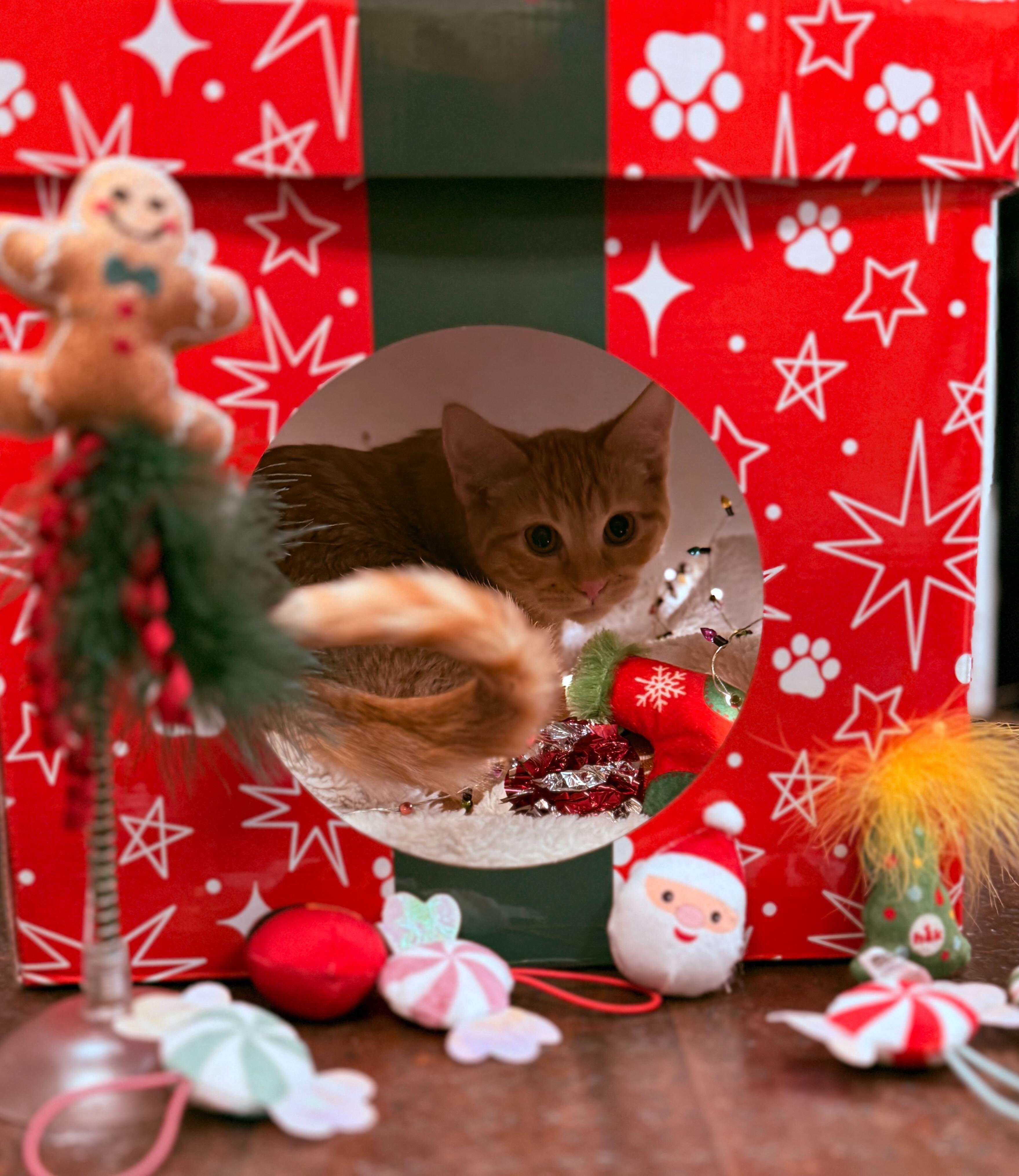 Enlarge Stevie, a Adoptable Domestic Short Hair in Ogden, UT image 1/2