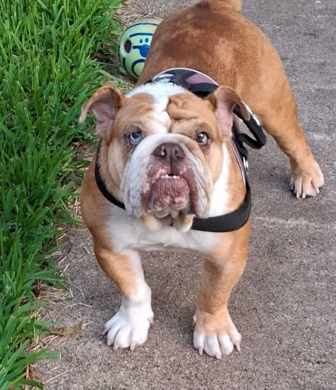 Harlow, an adoptable English Bulldog in Mendham, NJ image 1/5