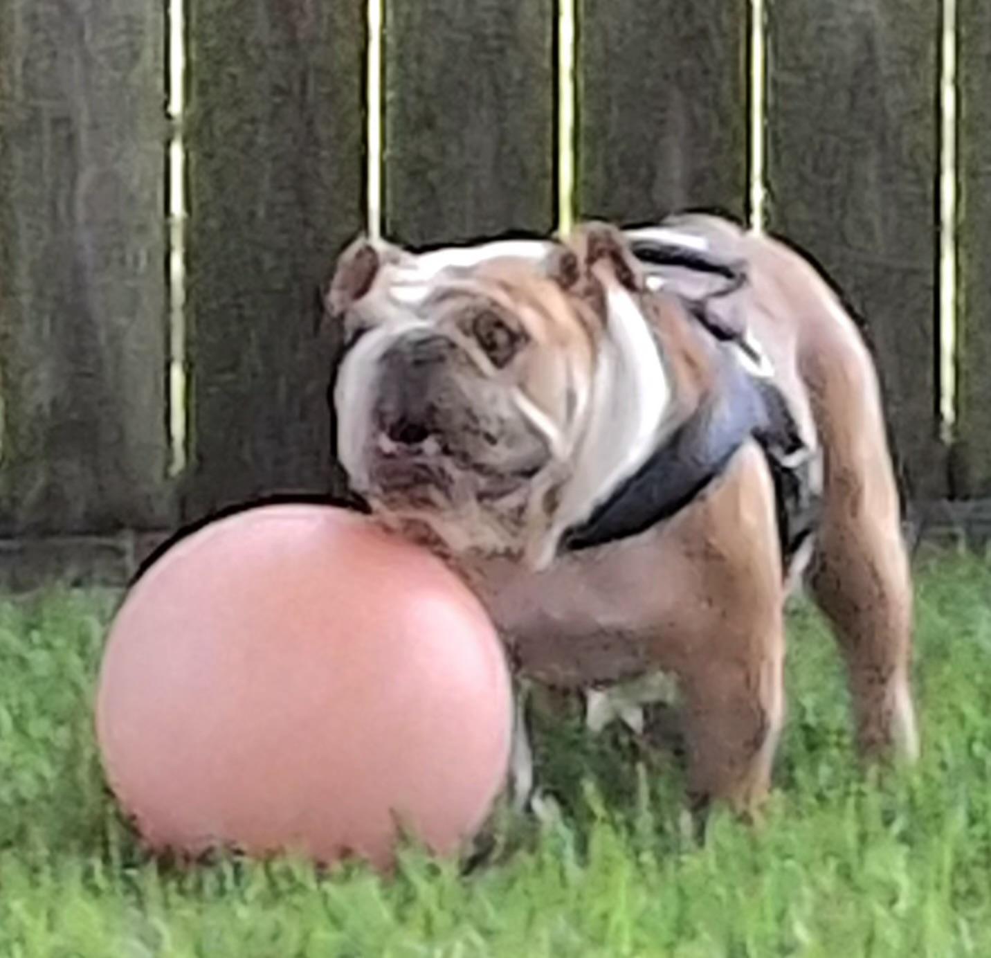 Harlow, an adoptable English Bulldog in Mendham, NJ image 2/5