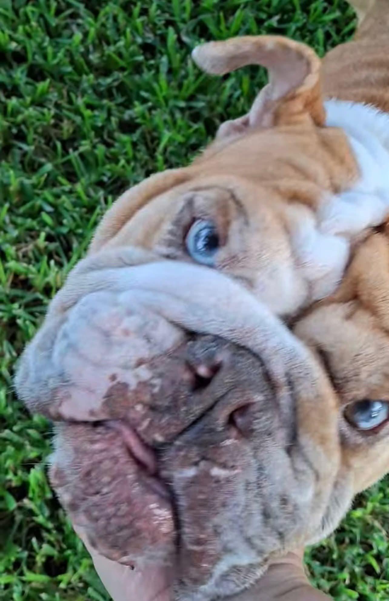 Harlow, an adoptable English Bulldog in Mendham, NJ image 3/5