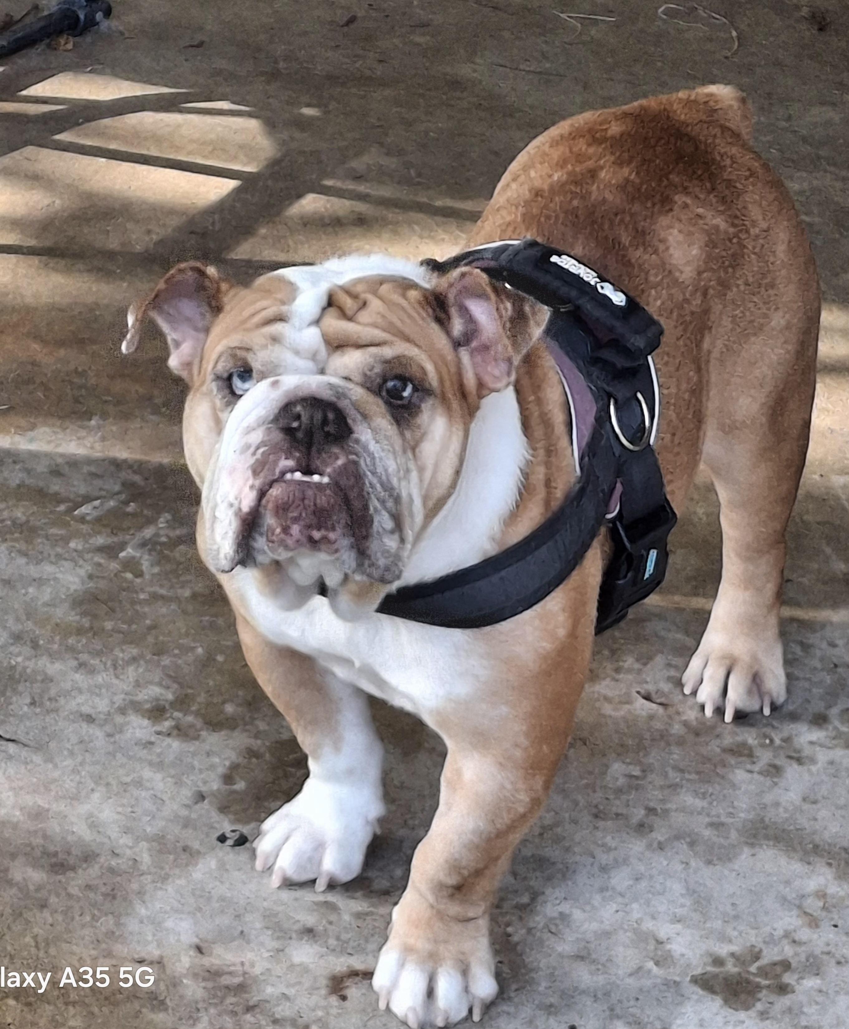 Harlow, an adoptable English Bulldog in Mendham, NJ image 4/5