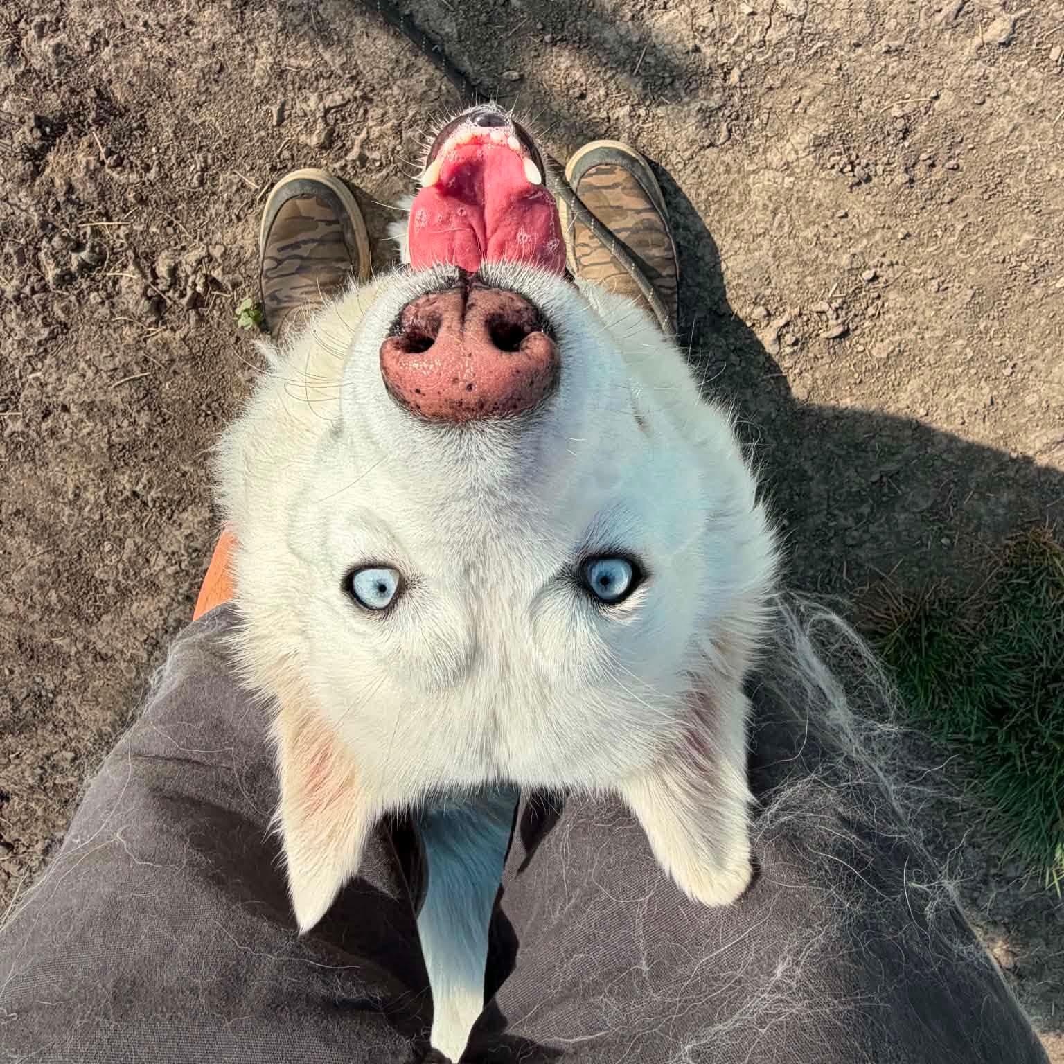 Luna, ADOPTABLE, Adult Female American Eskimo Dog & Husky.