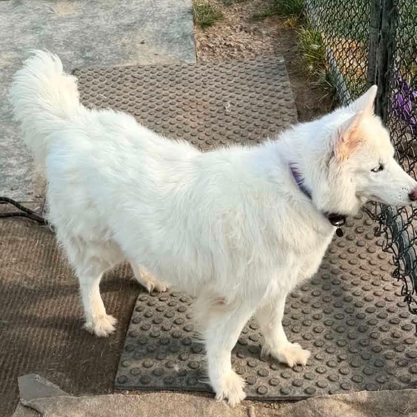 Enlarge Luna, a ADOPTABLE mixed breed in Minooka, IL image 3/3