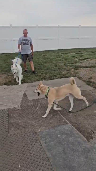Enlarge Luna, a ADOPTABLE mixed breed in Minooka, IL video 2/3