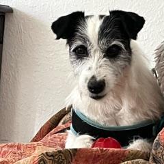 Waylon, Adoptable, Senior Male Jack Russell Terrier.