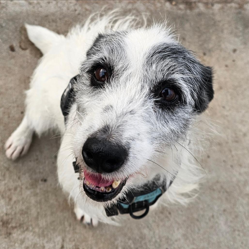 Waylon, a Adoptable mixed breed in Grinnell, IA image 6/6