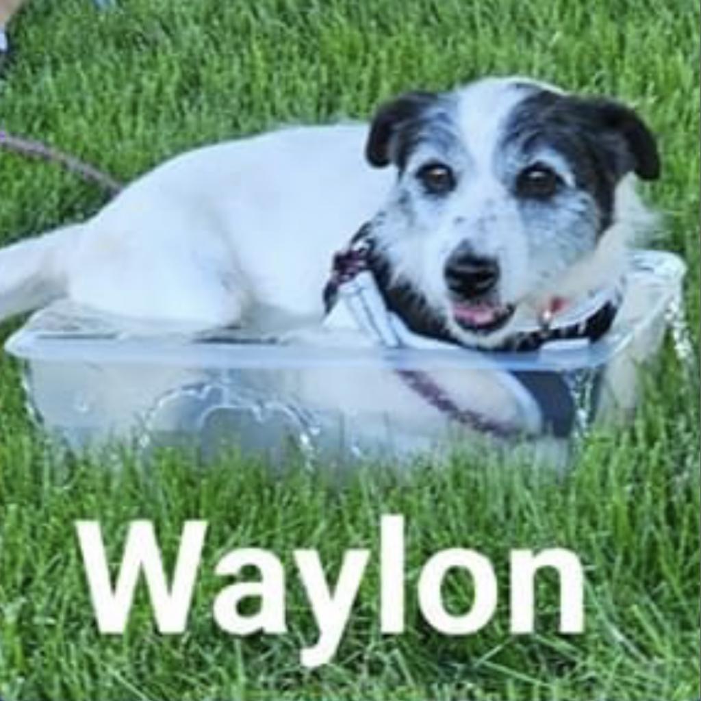 Enlarge Waylon, a Adoptable mixed breed in Grinnell, IA image 5/6