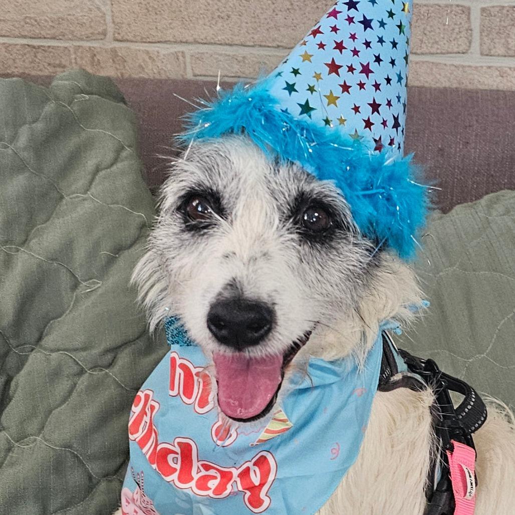 Enlarge Waylon, a Adoptable mixed breed in Grinnell, IA image 6/6