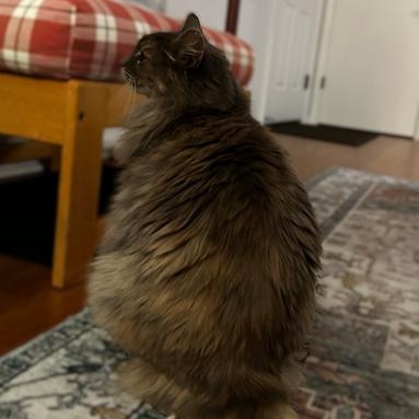 Catherine, a Adoptable Domestic Long Hair in Redding, CA image 4/4