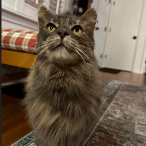 Catherine, a Adoptable Domestic Long Hair in Redding, CA image 3/4