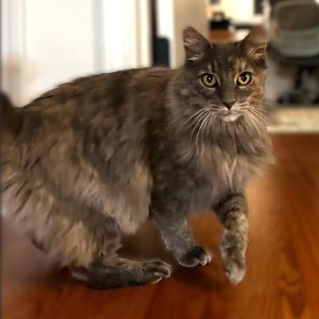 Catherine, a Adoptable Domestic Long Hair in Redding, CA image 1/4