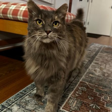 Catherine, Adoptable, Adult Female Domestic Long Hair.