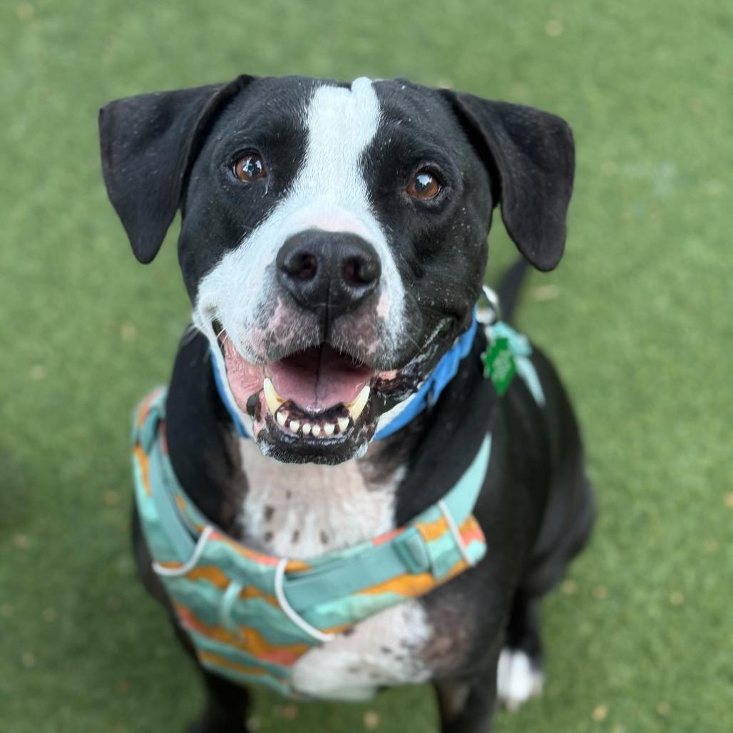 Biggie (FKA Big Boi), Adoptable, Senior Male Mixed Breed & Labrador Retriever.