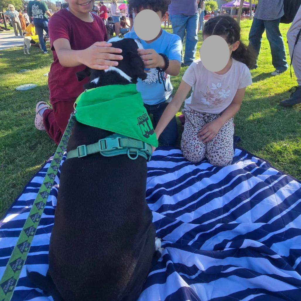 Enlarge Biggie (FKA Big Boi), a Adoptable mixed breed in San Diego, CA image 2/6