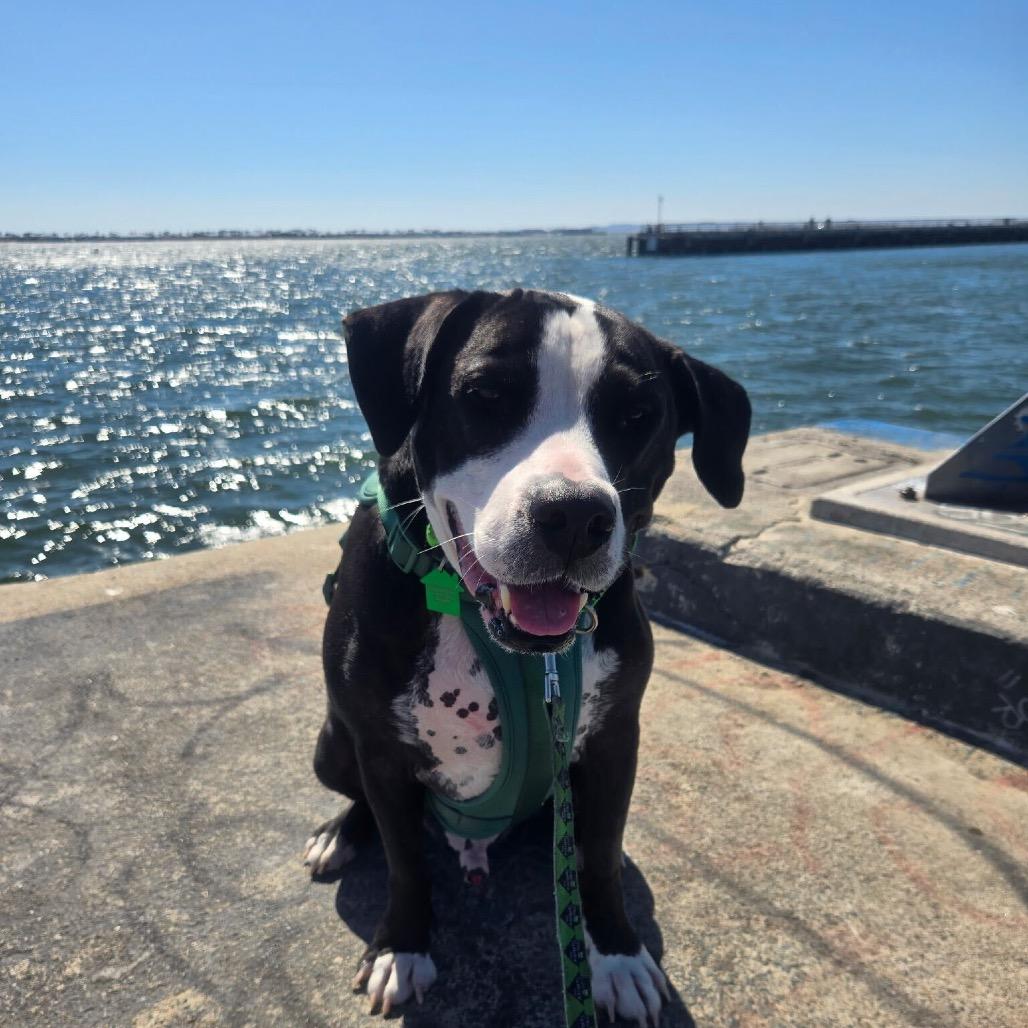 Enlarge Biggie (FKA Big Boi), a Adoptable mixed breed in San Diego, CA image 3/6