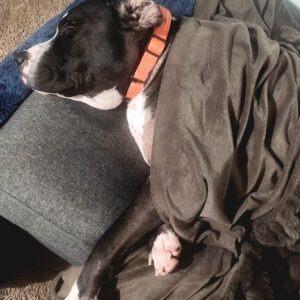 Enlarge Biggie (FKA Big Boi), a Adoptable mixed breed in San Diego, CA image 5/6