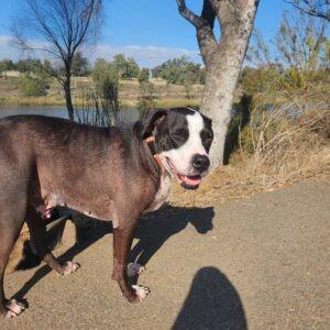 Enlarge Biggie (FKA Big Boi), a Adoptable mixed breed in San Diego, CA image 6/6