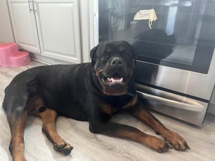 Enlarge Osiris, a Adoptable Rottweiler in Burlington, WI image 1/6