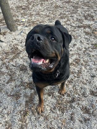 Osiris, a Adoptable Rottweiler in Burlington, WI image 1/3