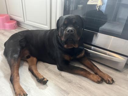 Osiris, a Adoptable Rottweiler in Burlington, WI image 2/3