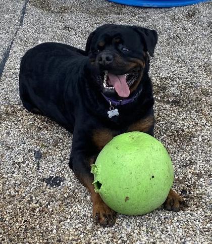 Osiris, a Adoptable Rottweiler in Burlington, WI image 3/3