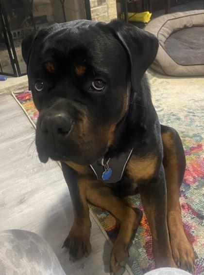 Enlarge Osiris, a Adoptable Rottweiler in Burlington, WI image 6/6