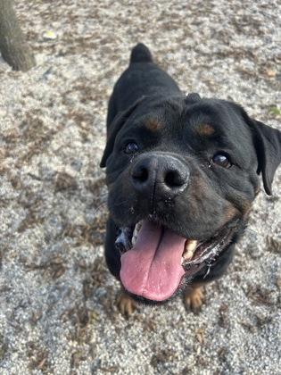 Osiris, a Adoptable Rottweiler in Burlington, WI image 3/3