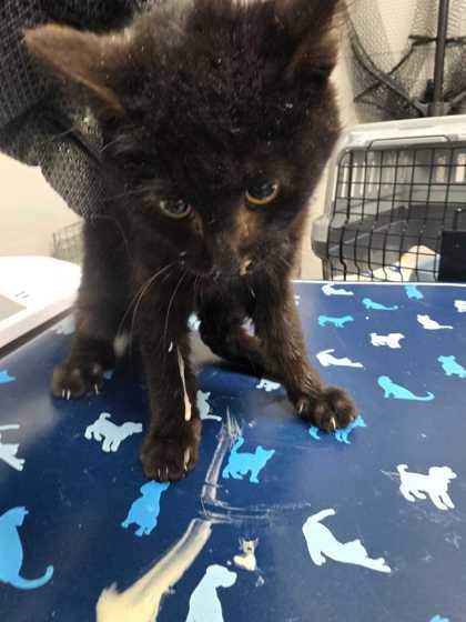 Smocky, Adoptable, Young Male Domestic Short Hair & Domestic Short Hair.