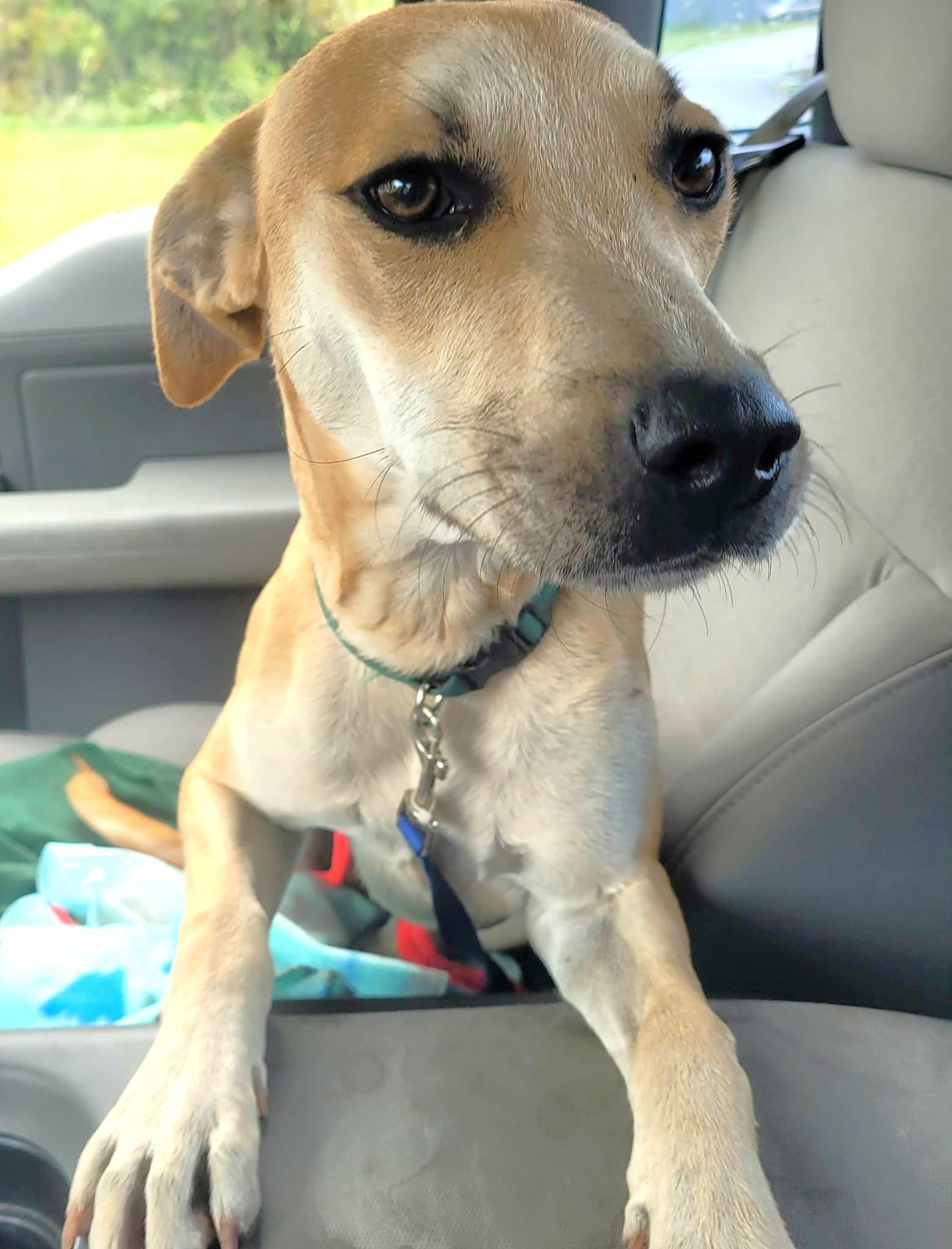 Reacher, Adoptable, Young Male Weimaraner & Pit Bull Terrier.