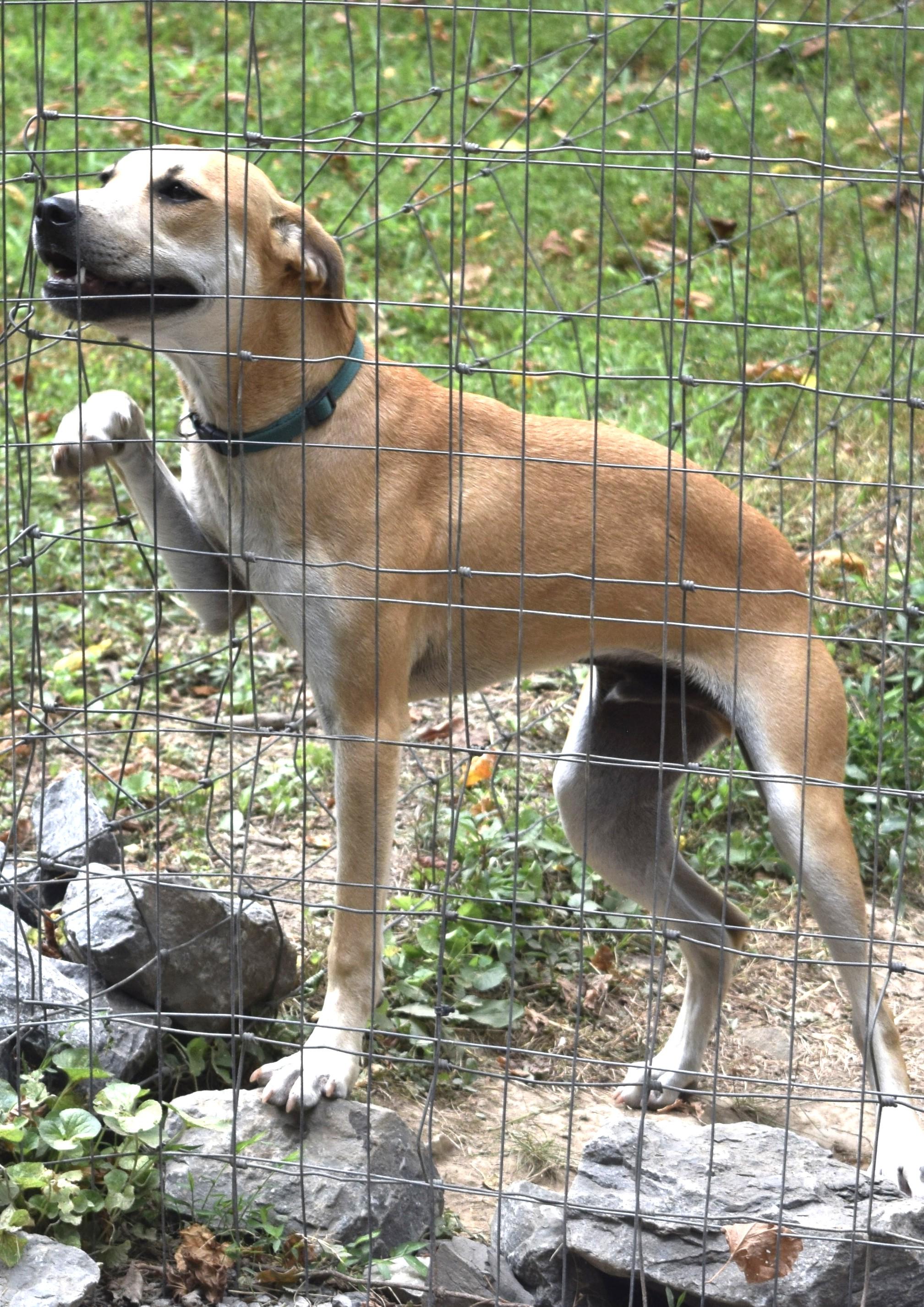 Enlarge Reacher, a Adoptable mixed breed in Gainesboro, TN image 2/4