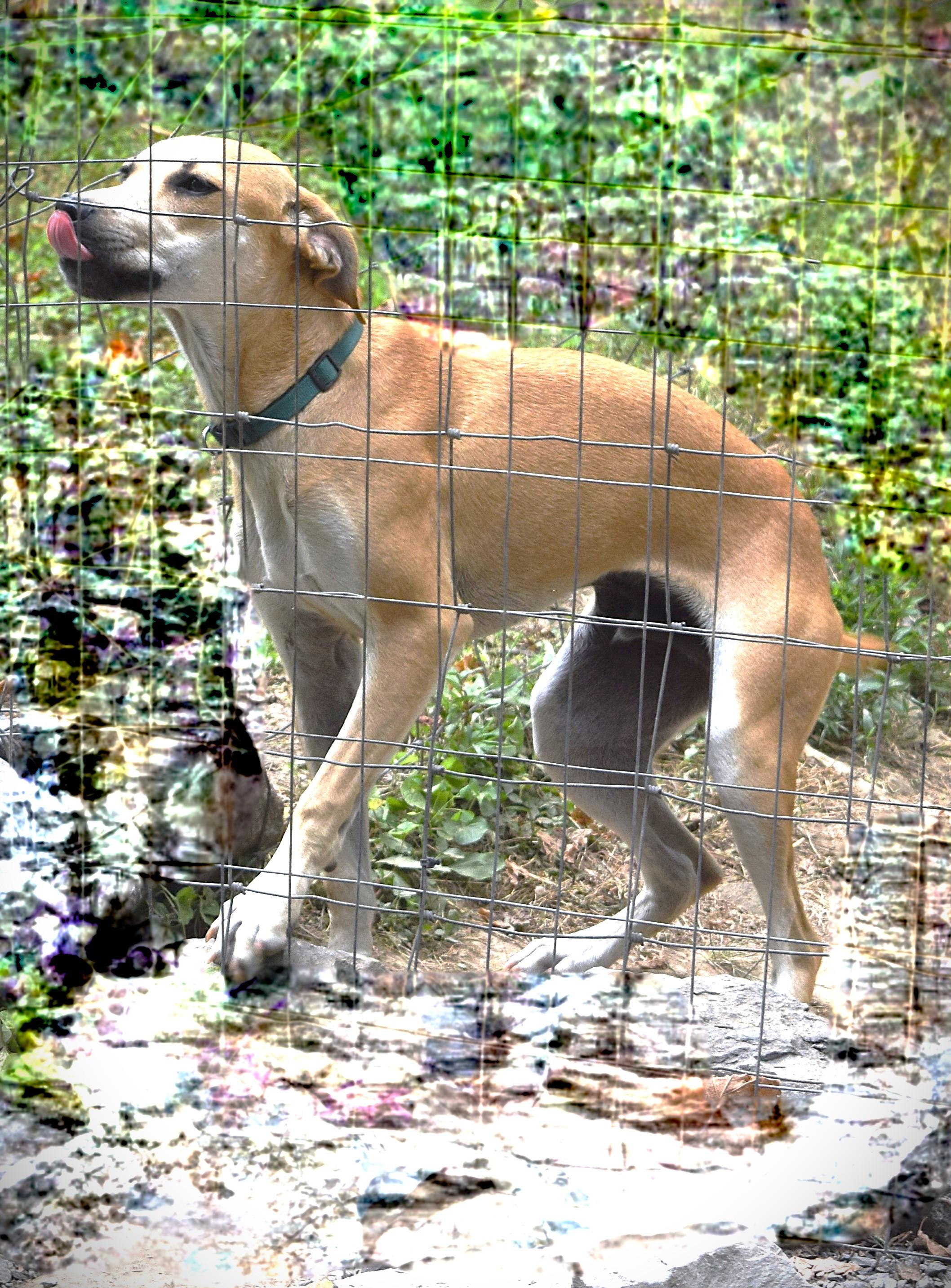 Enlarge Reacher, a Adoptable mixed breed in Gainesboro, TN image 3/4