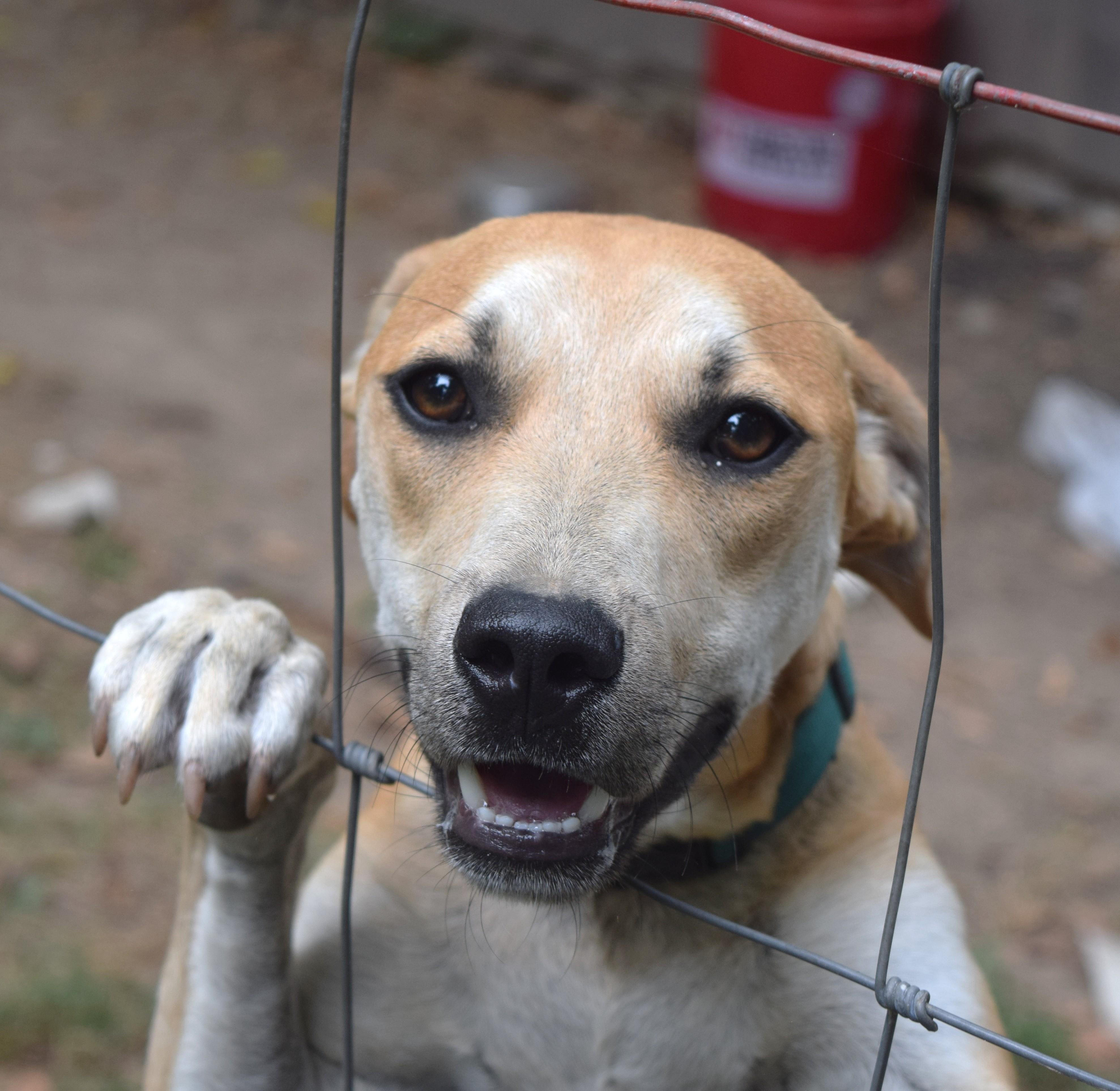 Reacher, an adoptable Weimaraner, Pit Bull Terrier in Gainesboro, TN, 38562 | Photo Image 1