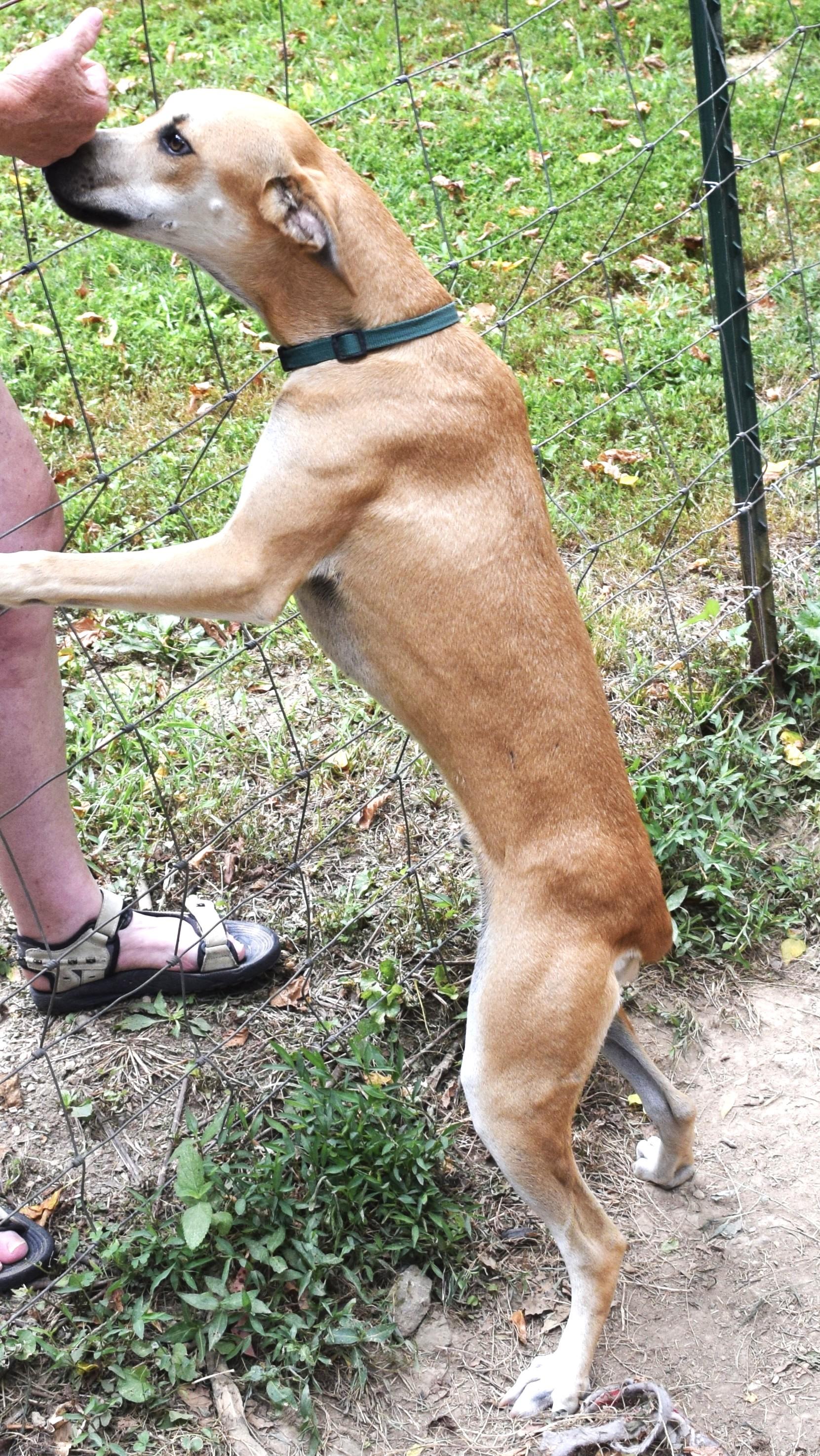 Enlarge Reacher, a Adoptable mixed breed in Gainesboro, TN image 4/4