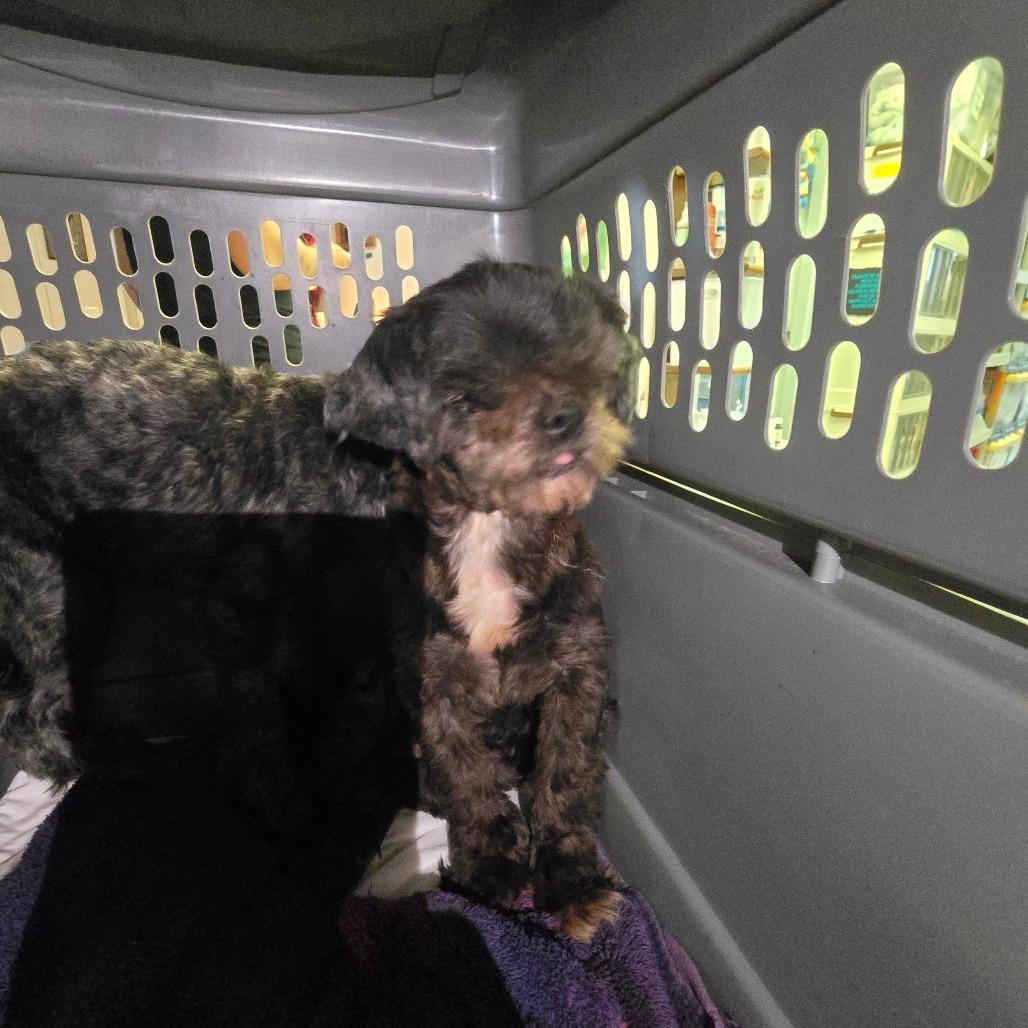 Love, Adoptable, Senior Female Shih Tzu.