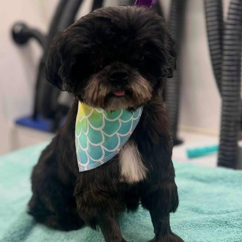 Enlarge Love, a Adoptable Shih Tzu in Hinesville, GA image 2/2