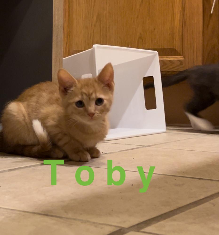 Enlarge Toby (Dark Green) B., a Adoptable Domestic Short Hair in Peoria, IL image 1/1