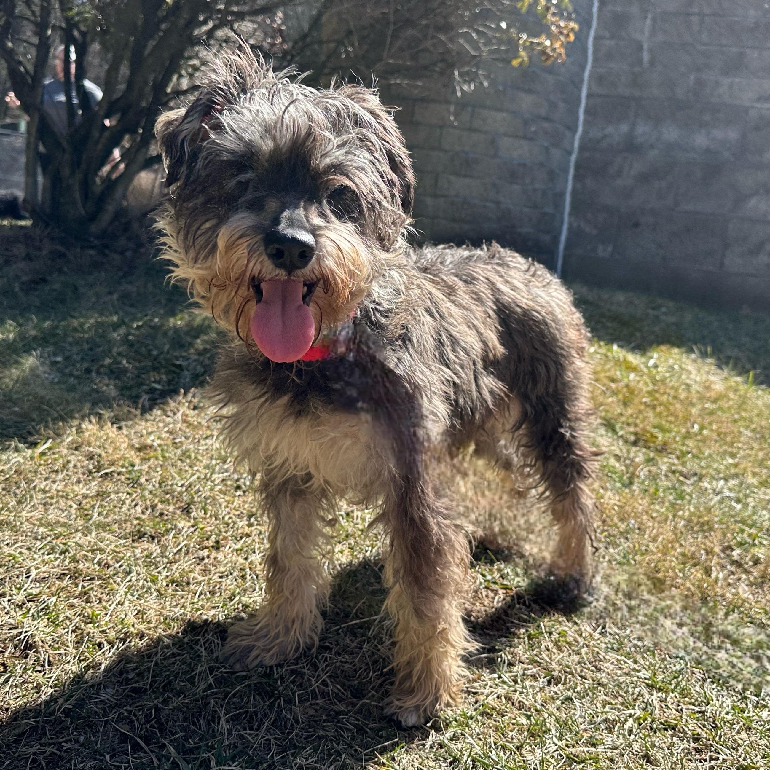 Latte, an adoptable Schnauzer in Latrobe, PA, 15650 | Photo Image 5