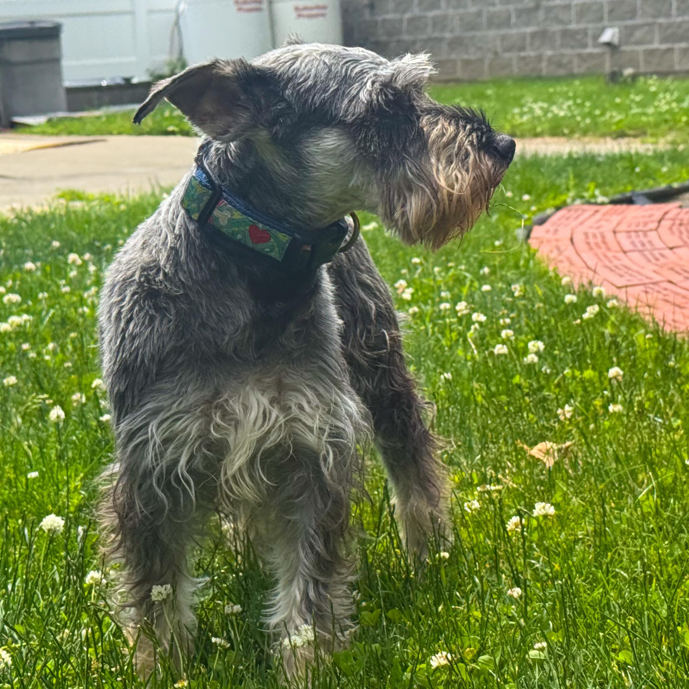 Latte, an adoptable Schnauzer in Latrobe, PA, 15650 | Photo Image 3