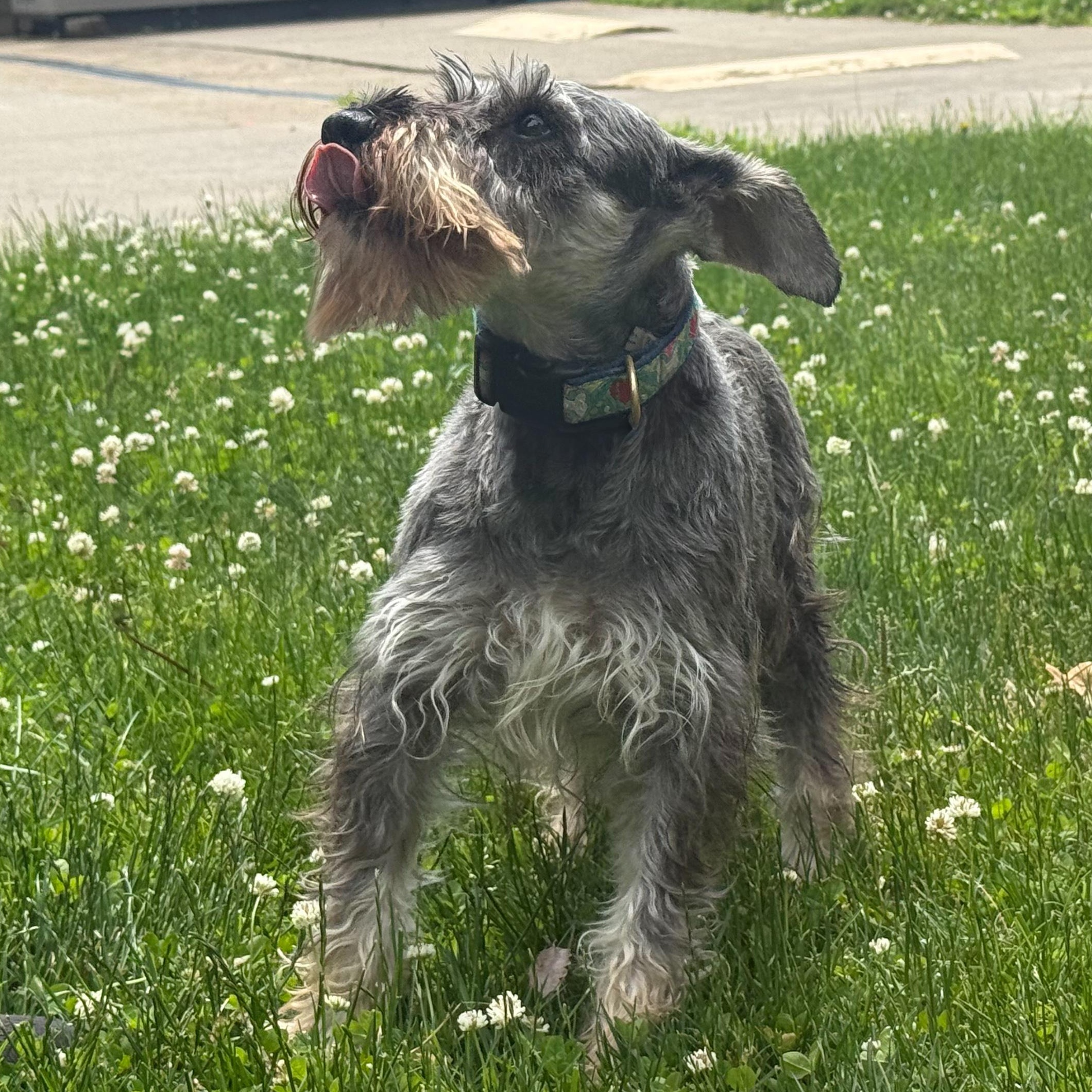 Latte, an adoptable Schnauzer in Latrobe, PA, 15650 | Photo Image 4