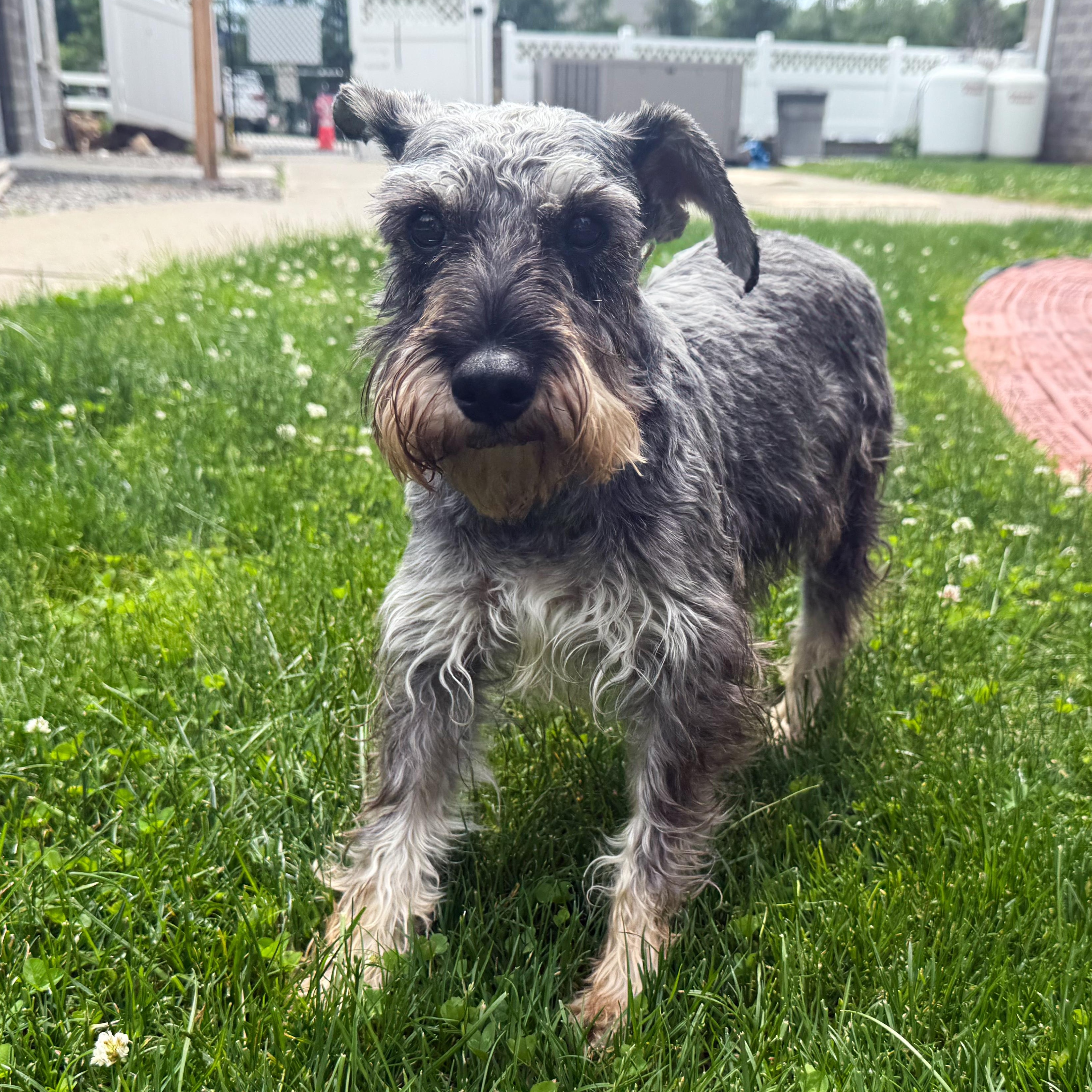 Latte, an adoptable Schnauzer in Latrobe, PA, 15650 | Photo Image 1