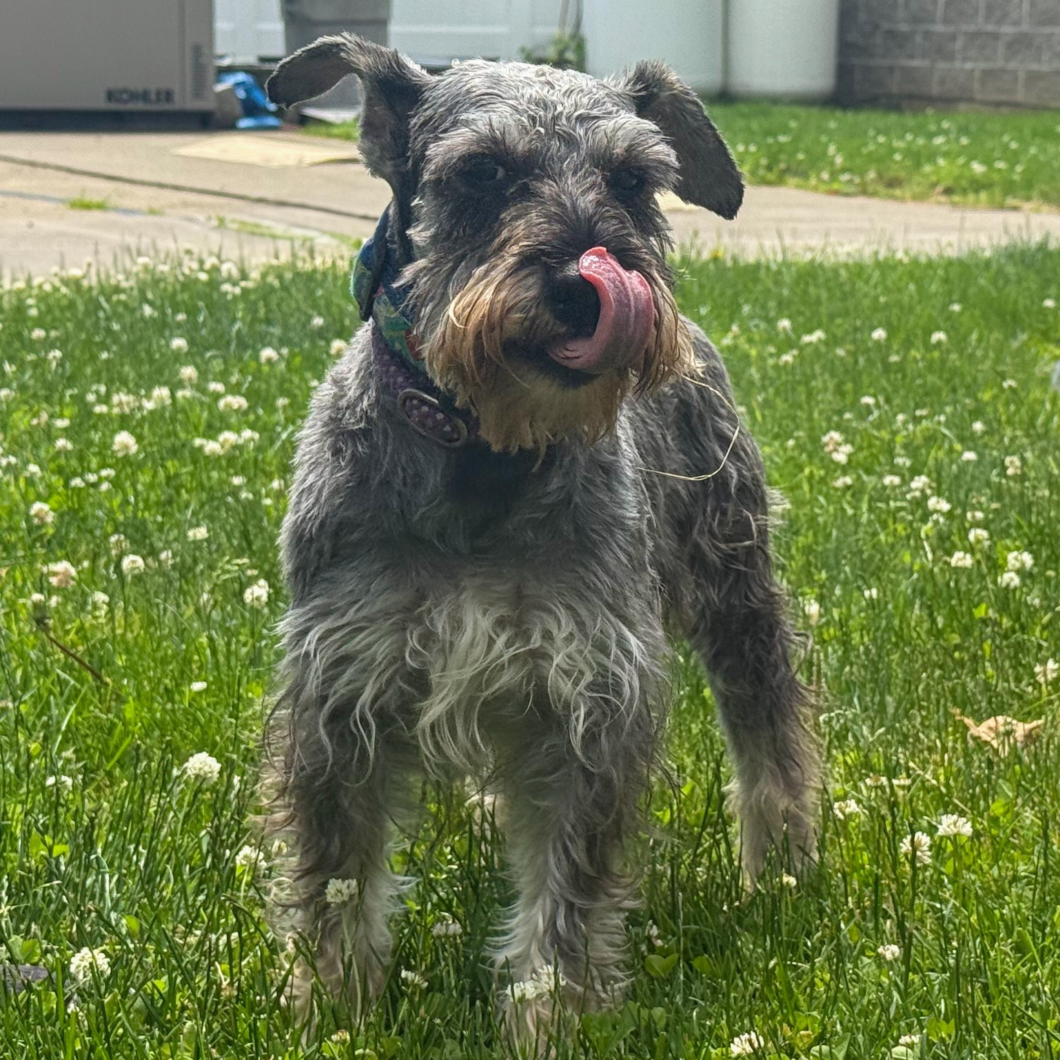 Latte, an adoptable Schnauzer in Latrobe, PA, 15650 | Photo Image 2