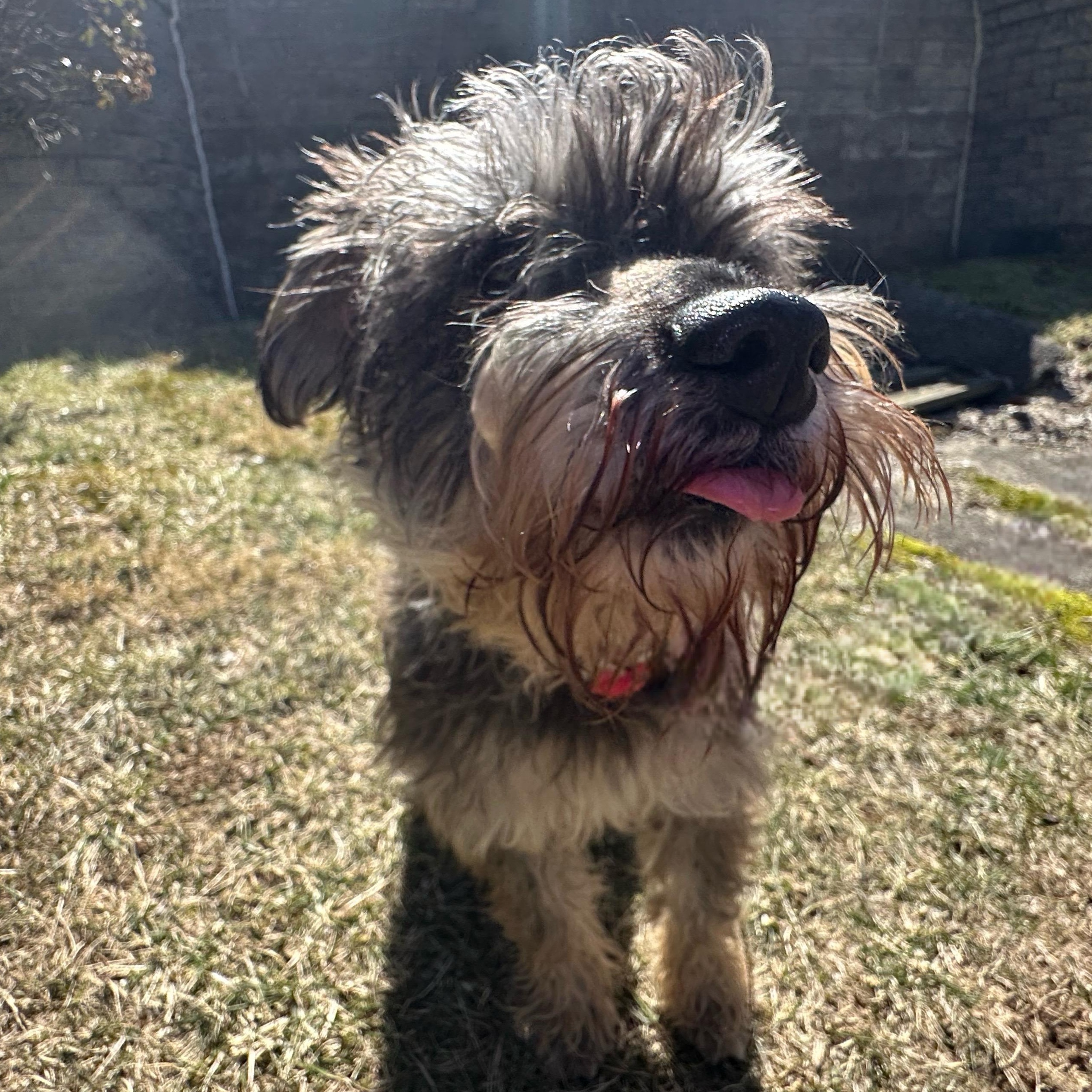 Latte, an adoptable Schnauzer in Latrobe, PA, 15650 | Photo Image 6