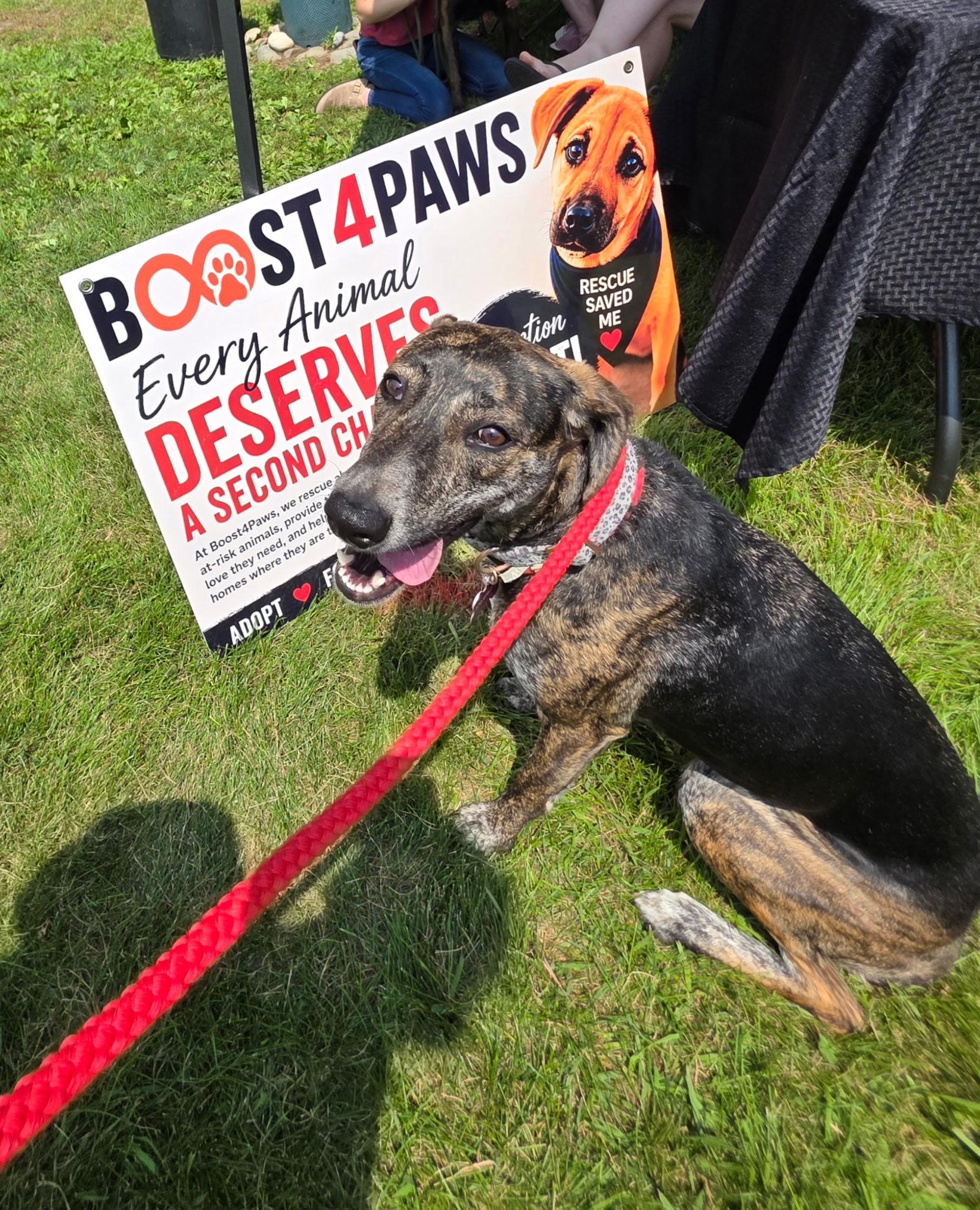 Enlarge Nova, a Adoptable Dalmatian in tannersville, PA image 1/4