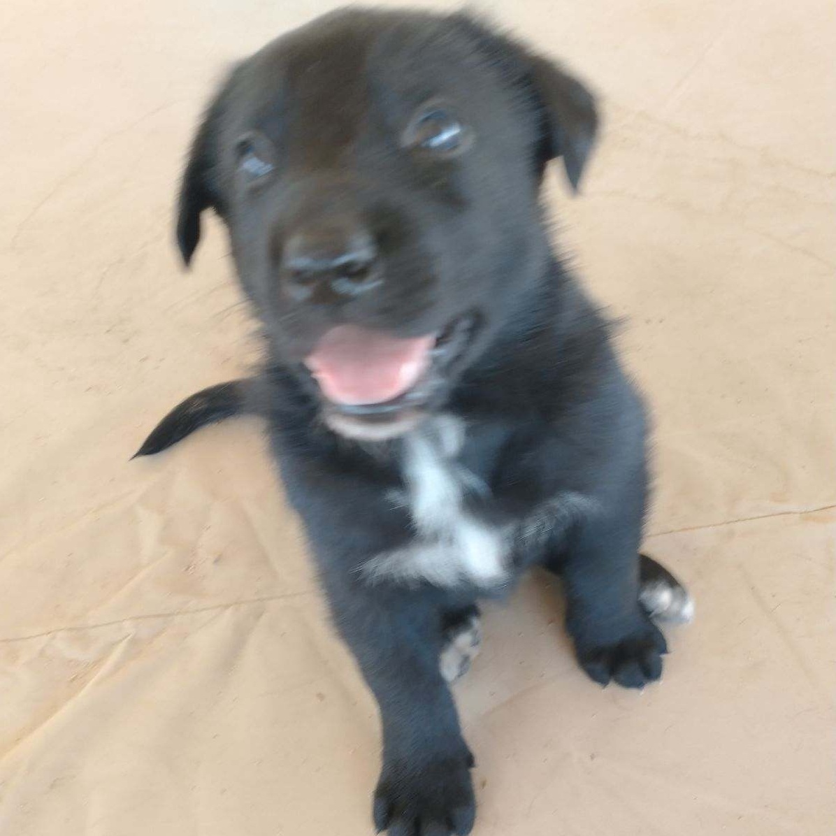 Enlarge Scotch, a Adopted Labrador Retriever in Hesperia, CA image 1/1