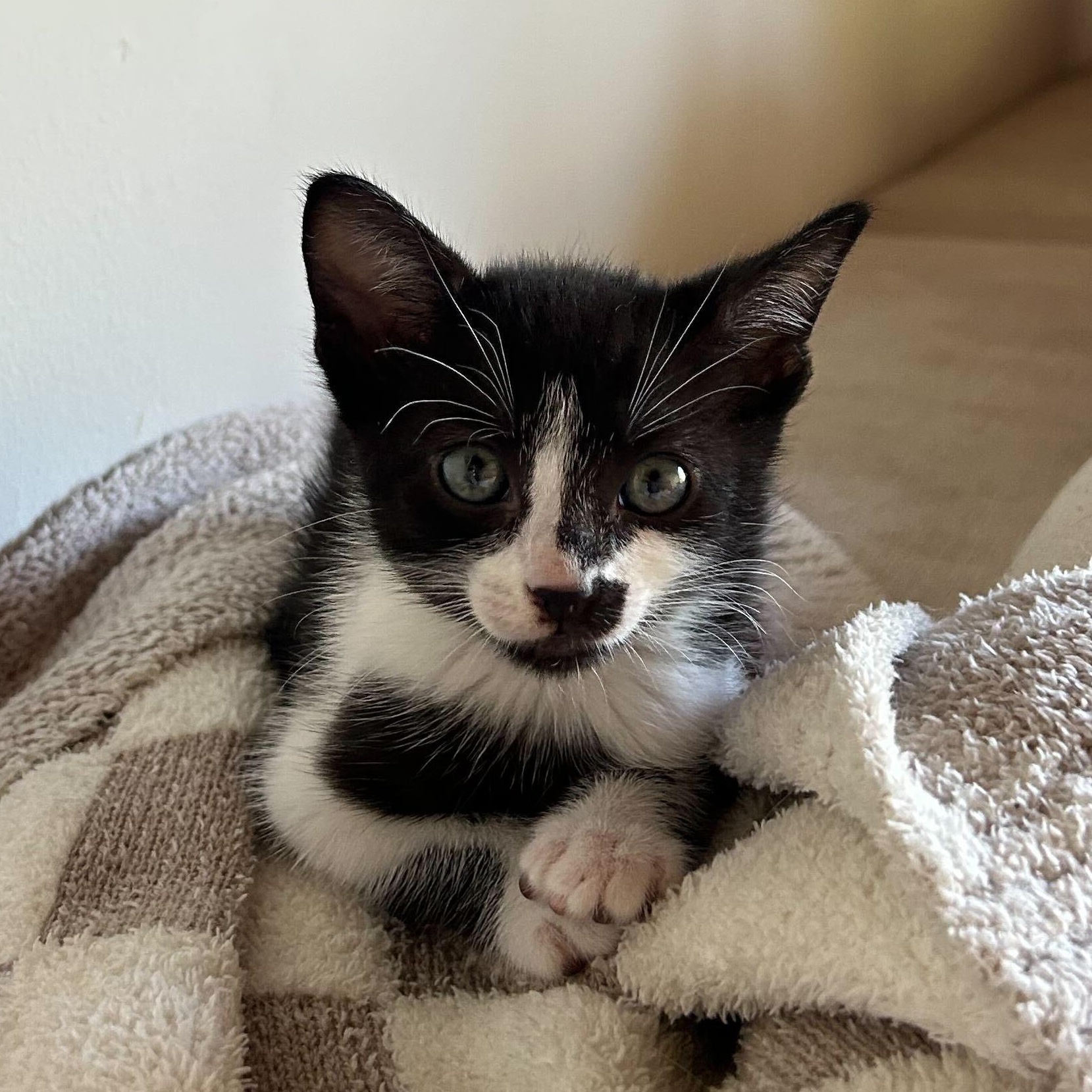 Enlarge Chip, a ADOPTABLE American Shorthair in Santa Monica, CA image 4/6
