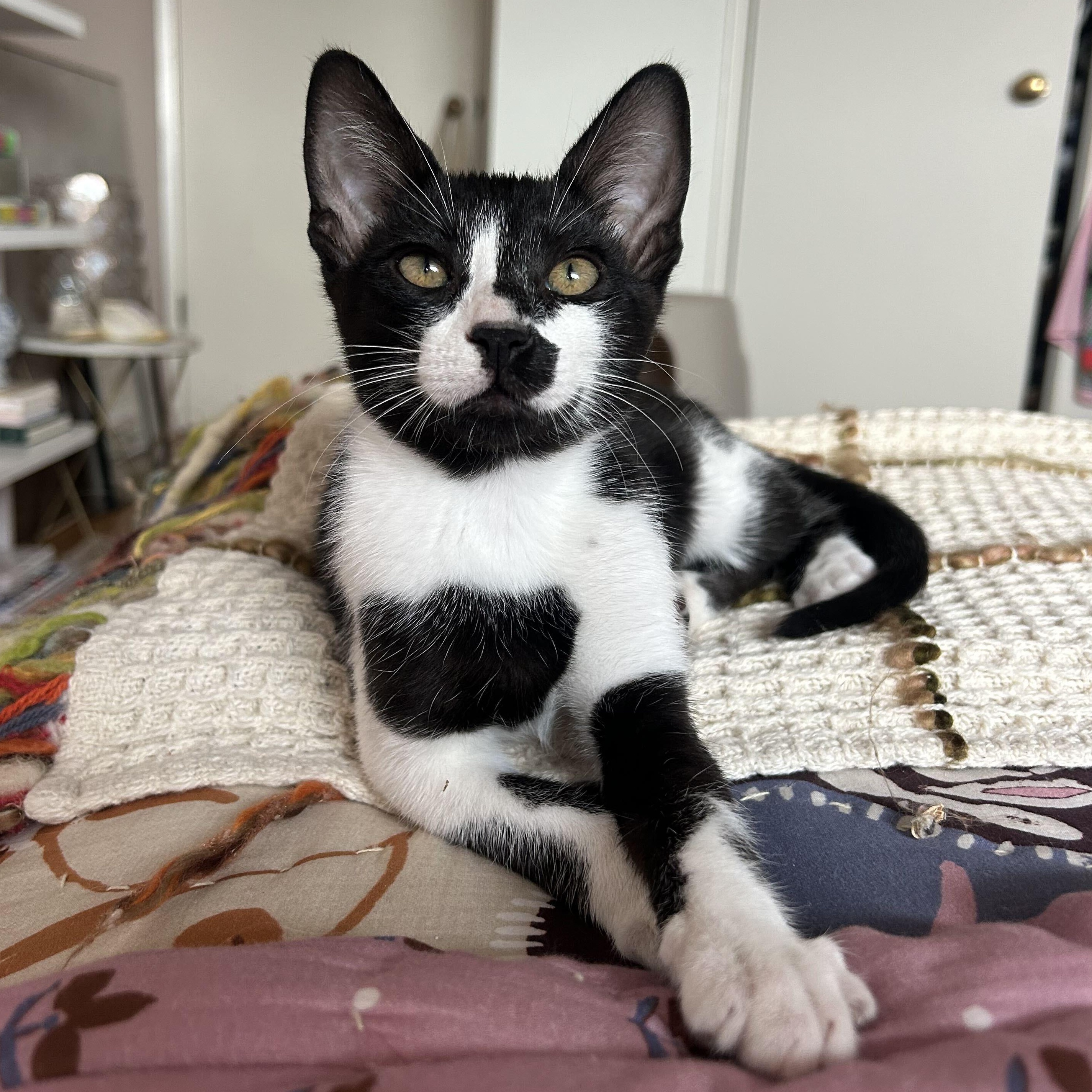 Chip, a ADOPTABLE Domestic Short Hair in Santa Monica, CA image 3/6