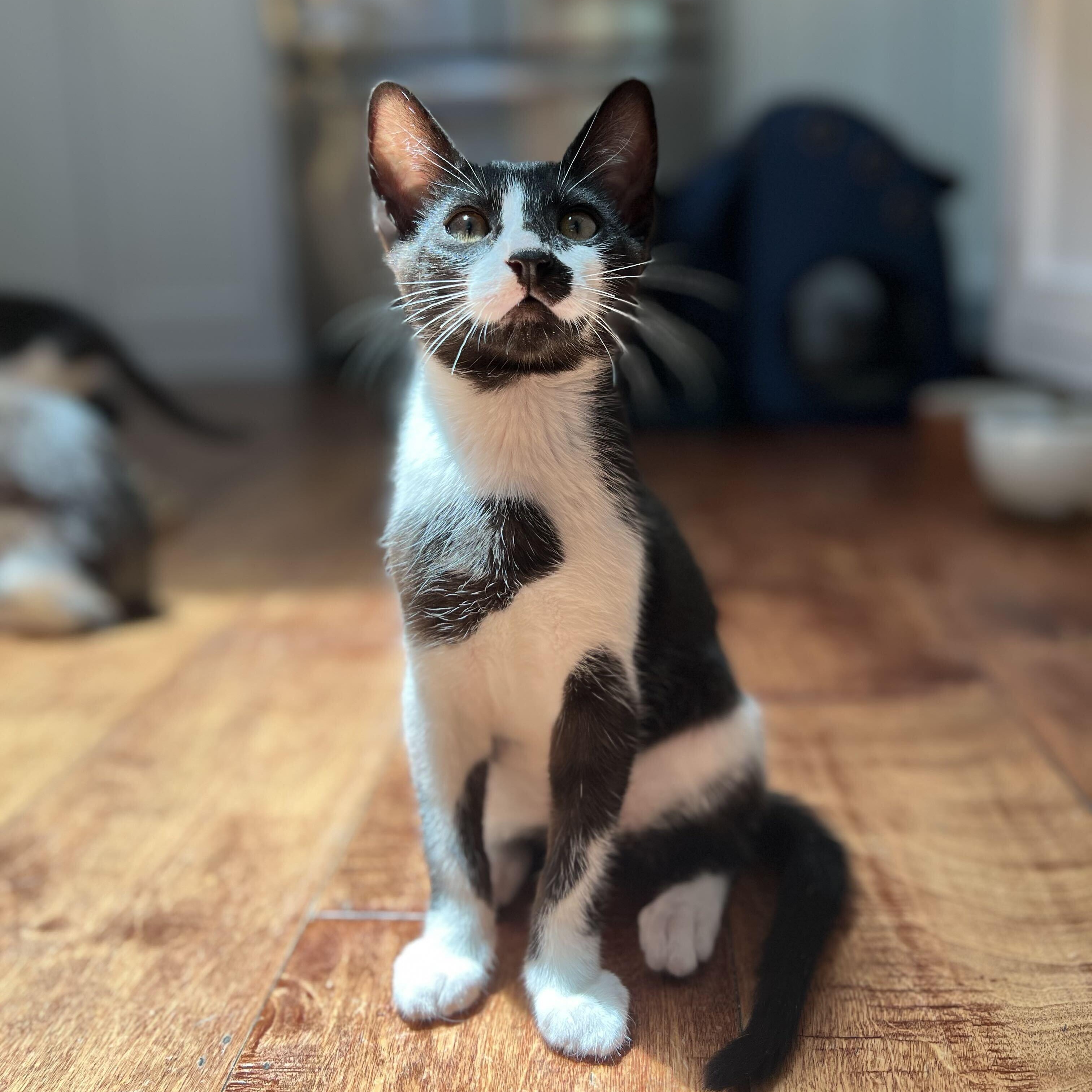Chip, a ADOPTABLE Domestic Short Hair in Santa Monica, CA image 1/6